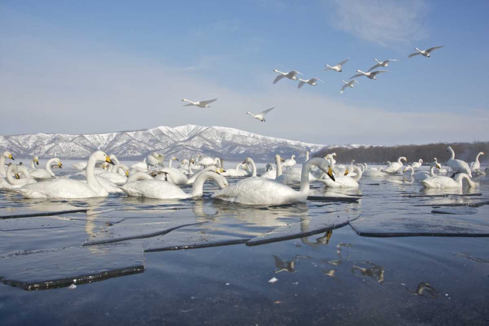 Japan, Hokkaido, Teshikaga Whooper swans rest